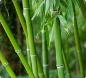 Image 1 bamboo-plants-300x273