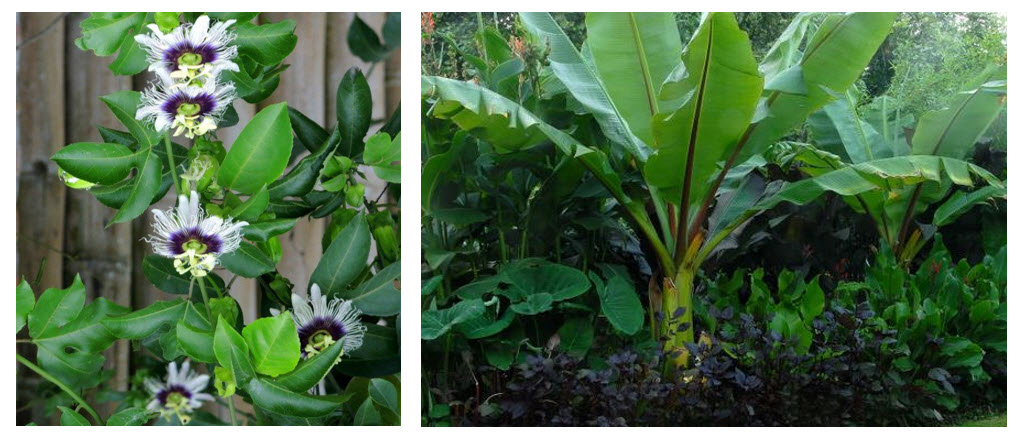 flowers and leafy plants