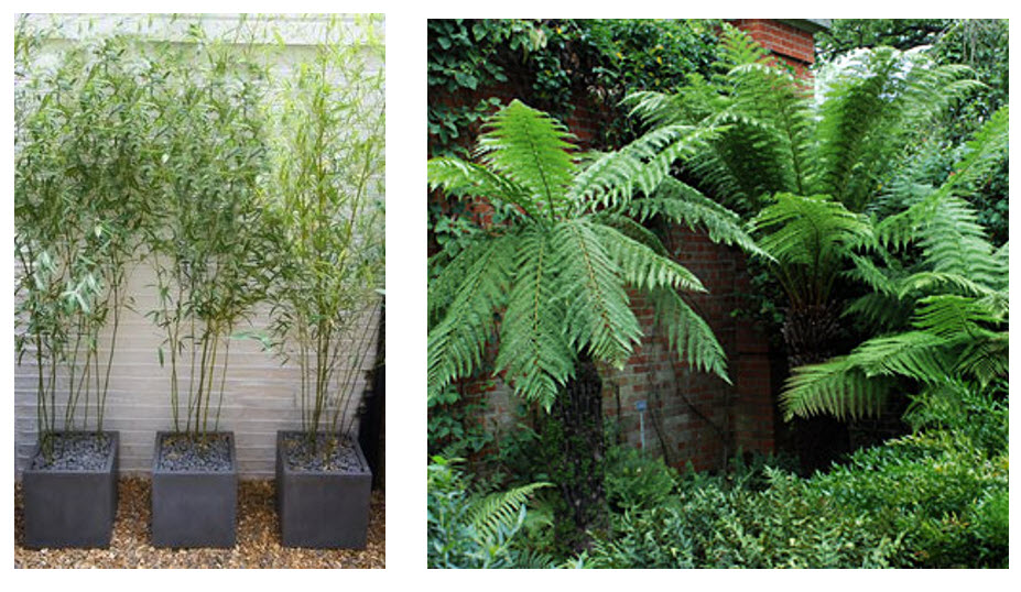 trees in planters and leafy foliage