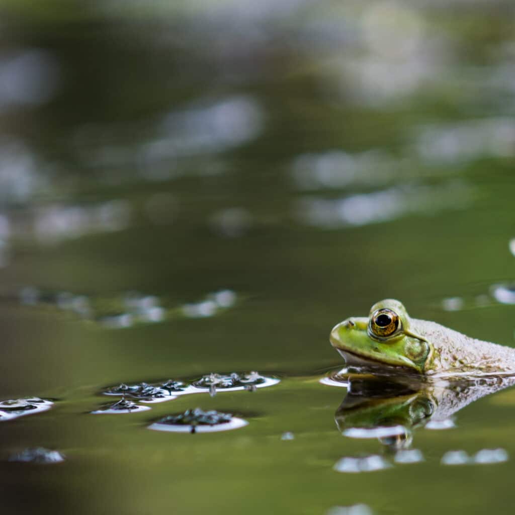 Install a pond image