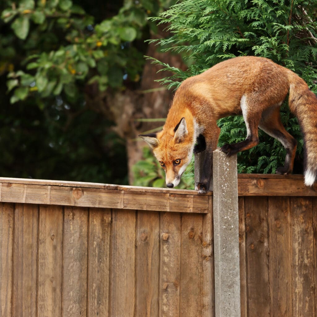 Install wildlife corridors