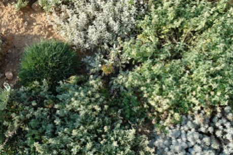  Image: http://www.scapedesign.com Accessed: 10/04/15. Indigenous Mediterranean matrix planting in the south of France as exemplified by James Basson of Scape Design. The National Design Academy. Garden Design