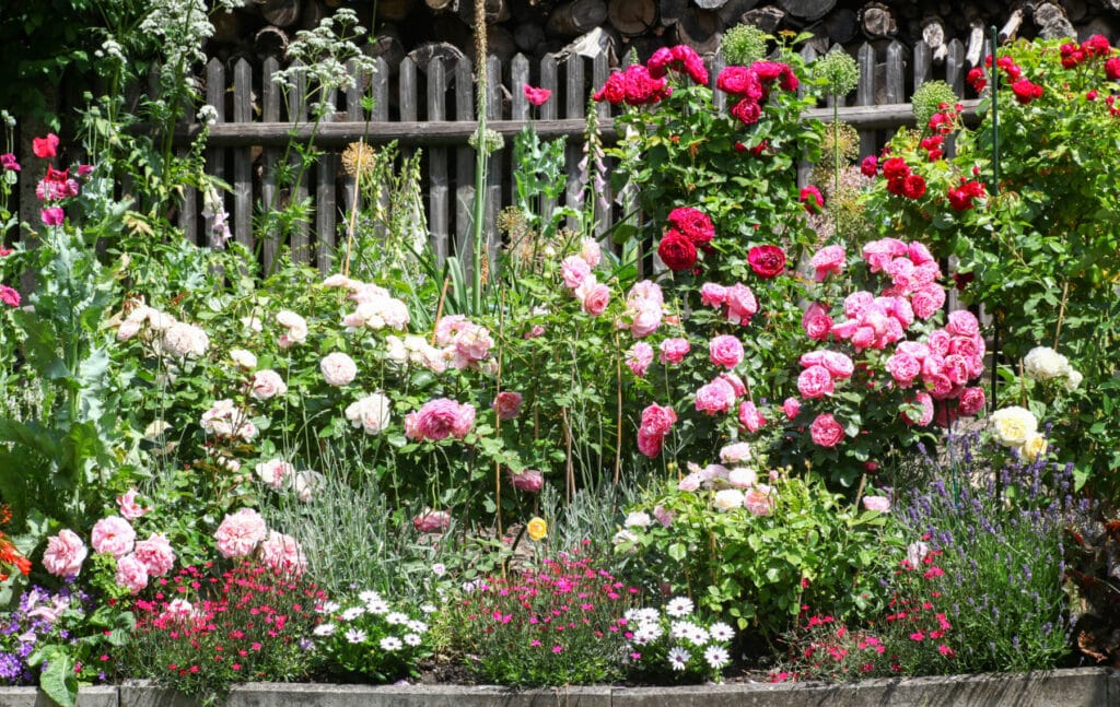 Cottage Garden Border