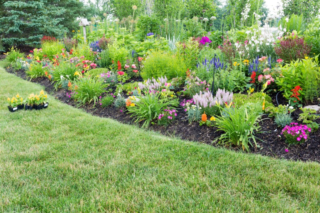 herbaceous border