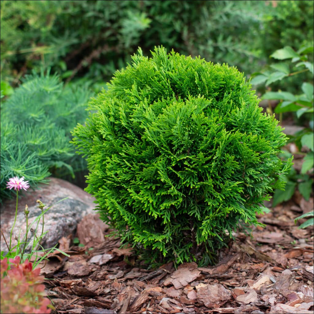 Pittosporum tenuifolium ‘Golf Ball’