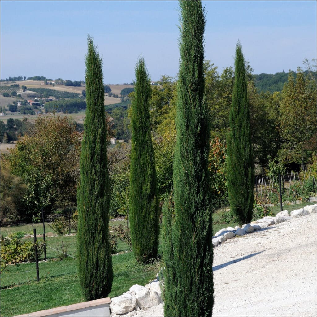 Cupressus sempervirens Stricta Group