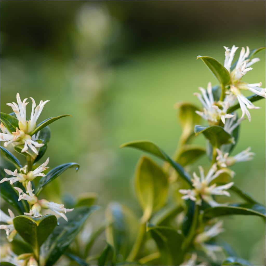 Sarcococca confusa