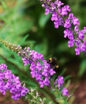 Decorative Garden Design Image of Bee